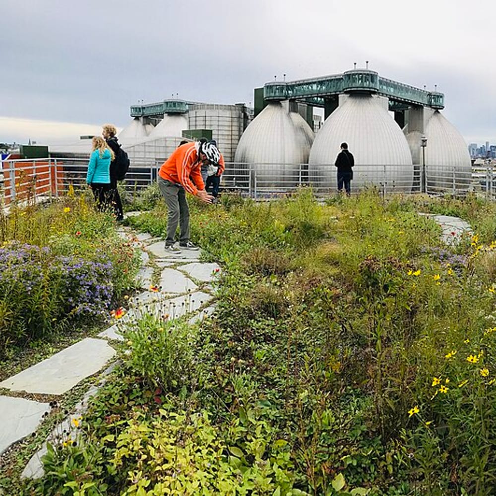 Biodiverse / Brown Roof