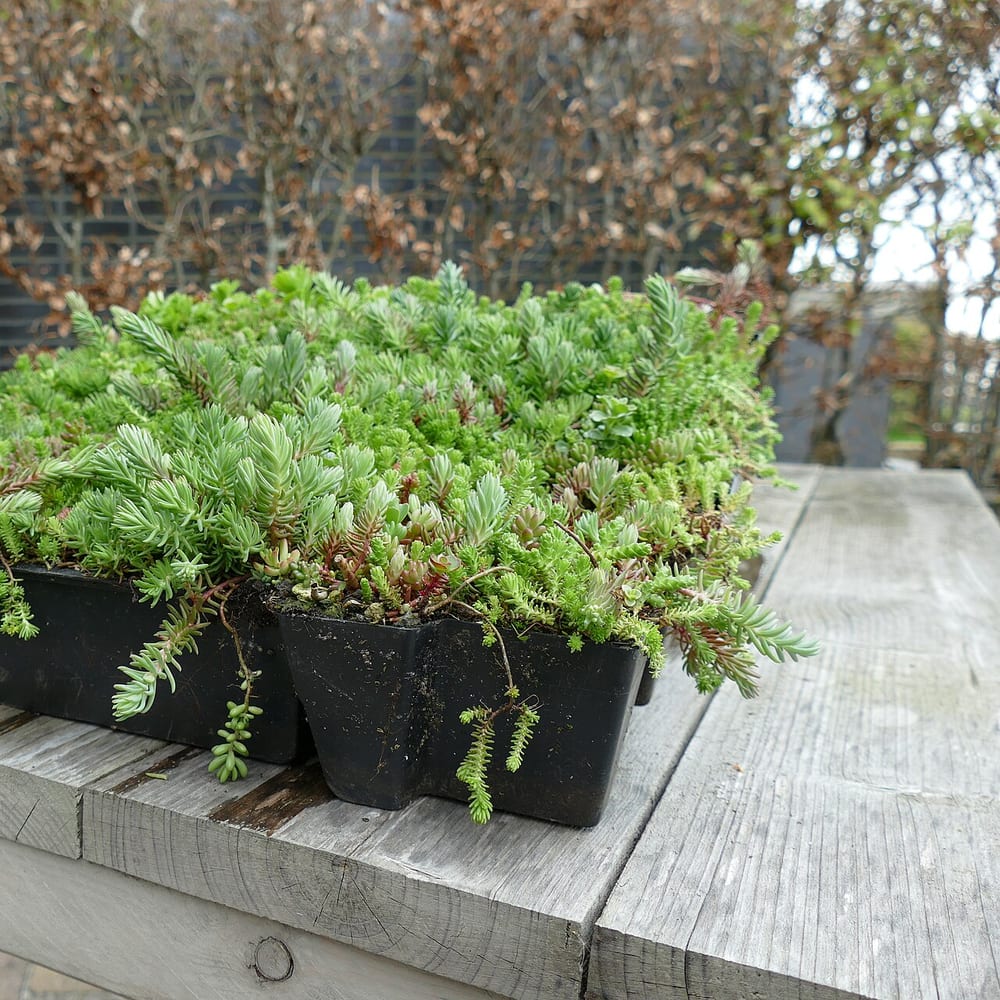 Extensive Green Roof (Sedum)