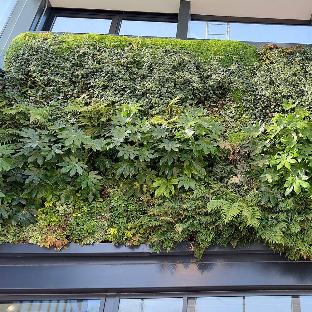 Living Wall (External)