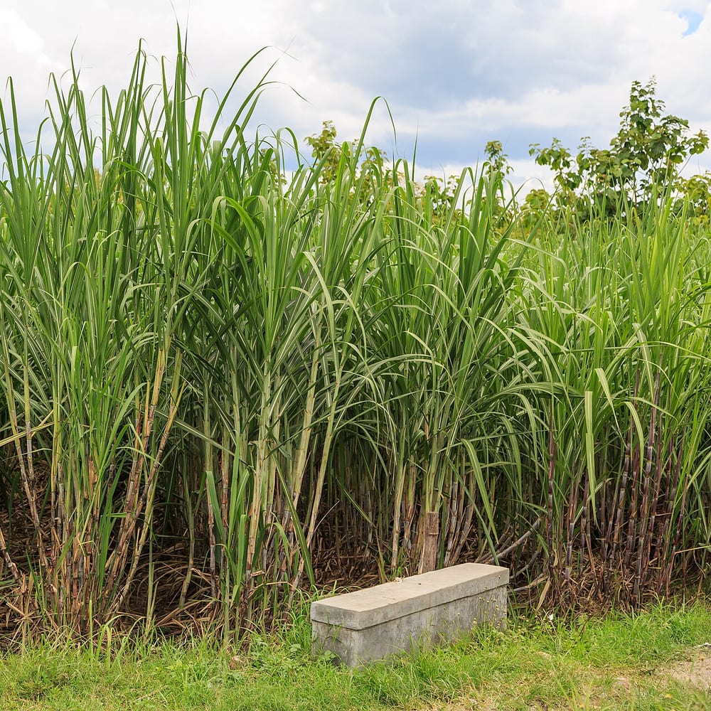 Reedbed