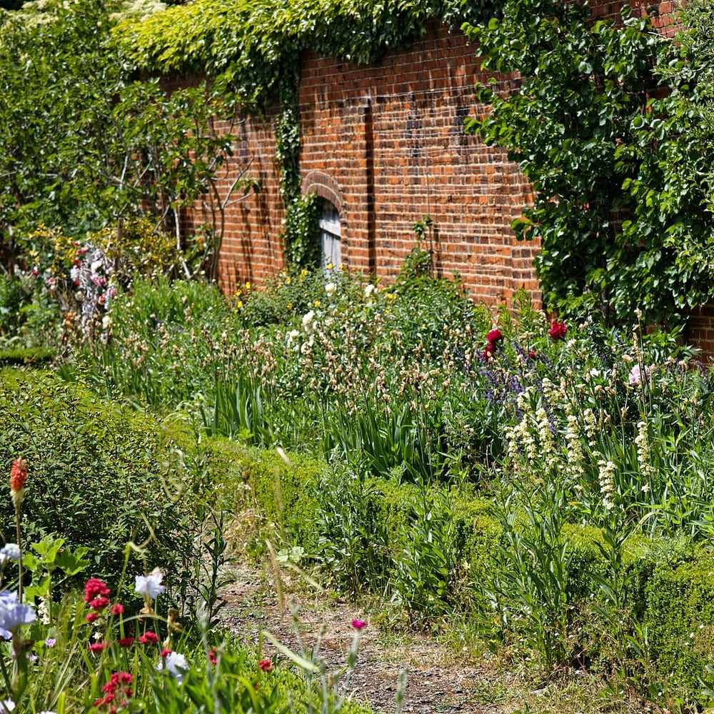 Shrub Planting