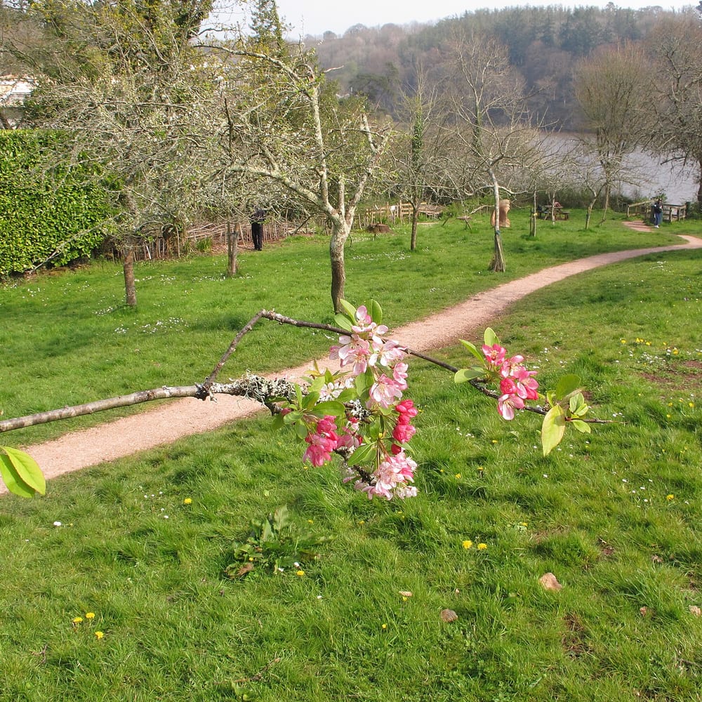 Traditional Orchard