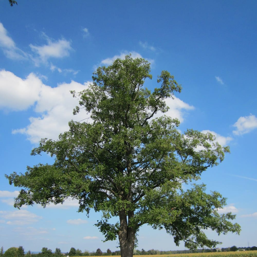Alder