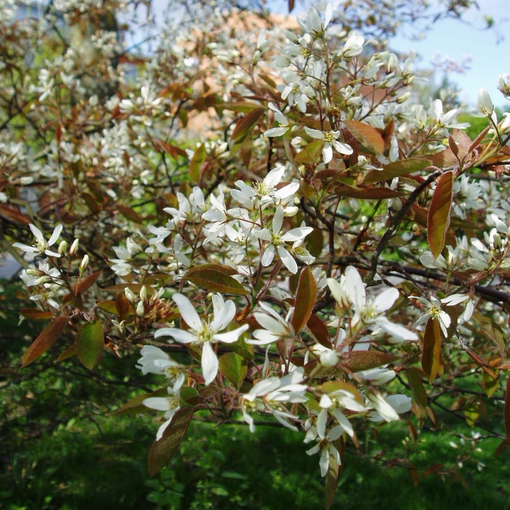 Amelanchier