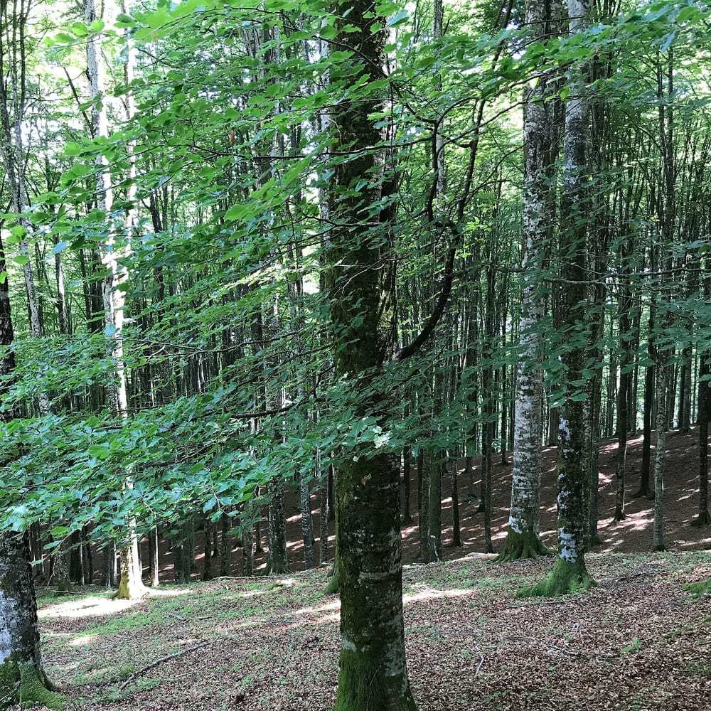 Beech
