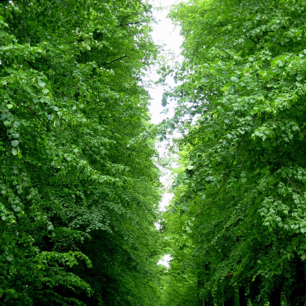 Common Lime
