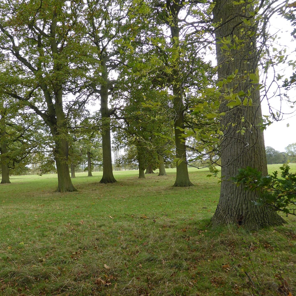 English Oak