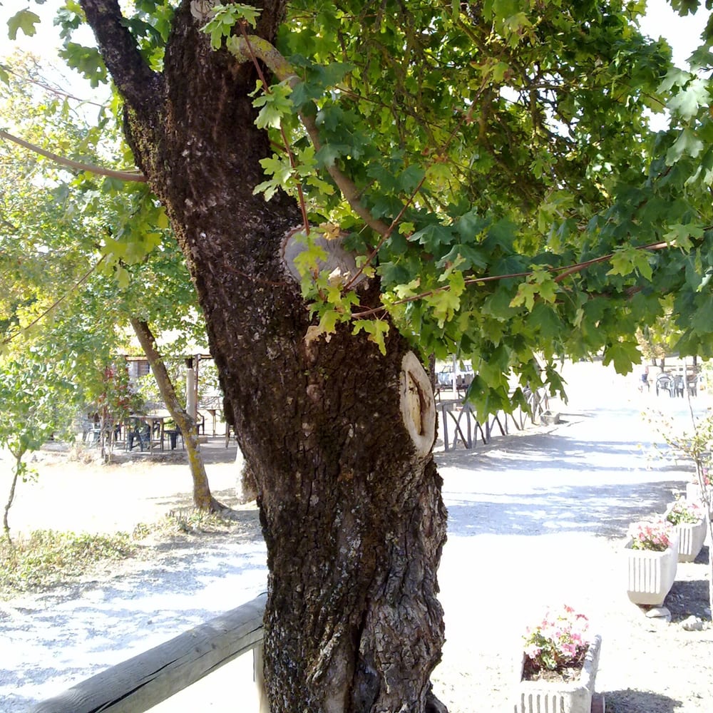 Field Maple