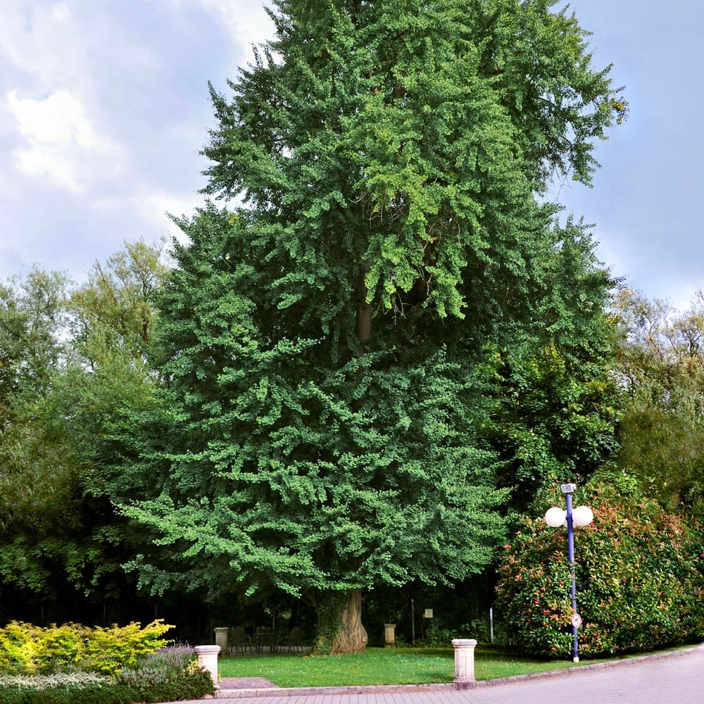 Ginkgo