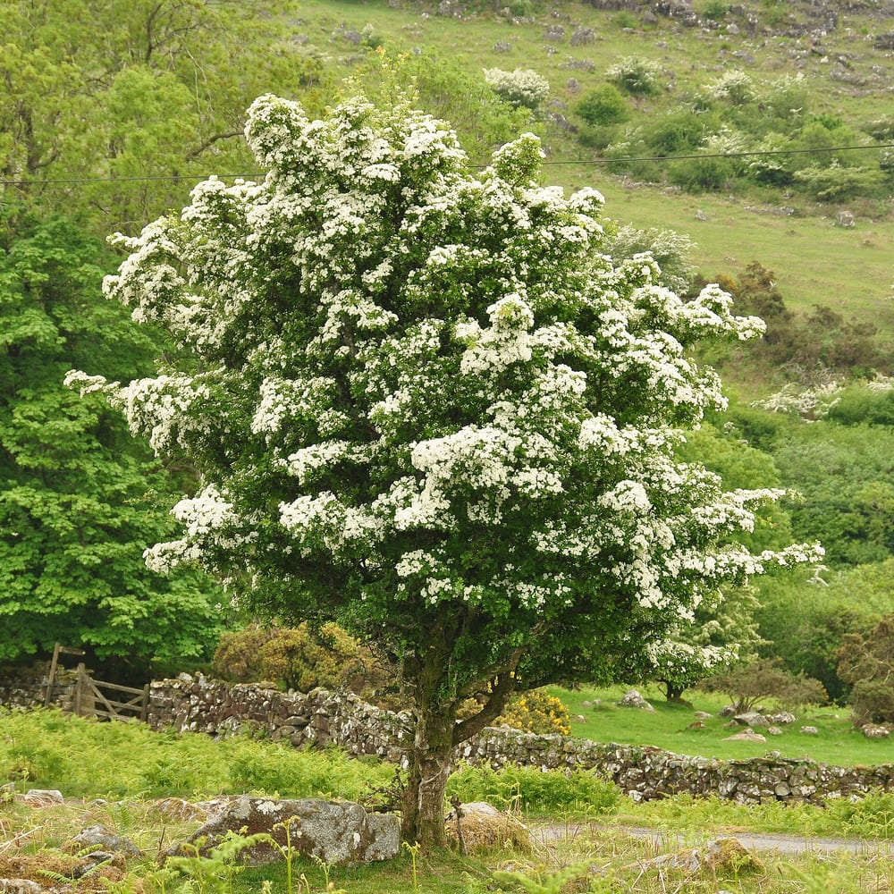 Hawthorn