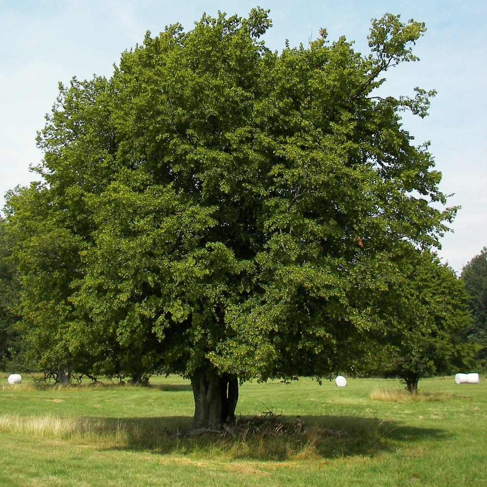 Hornbeam