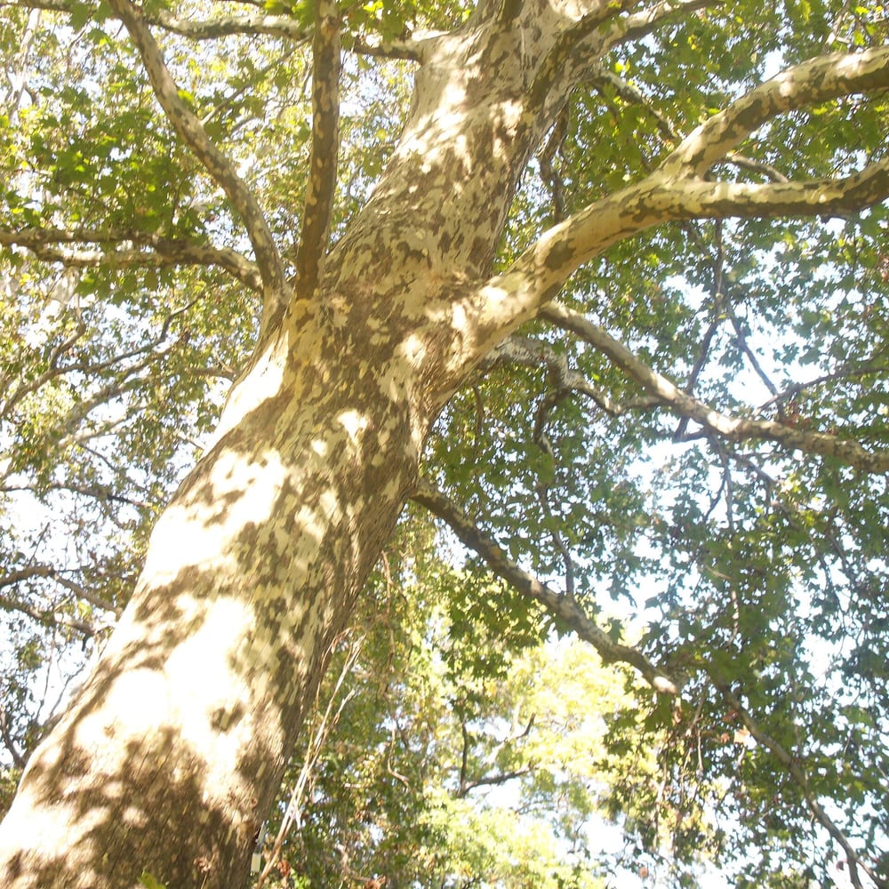 London Plane