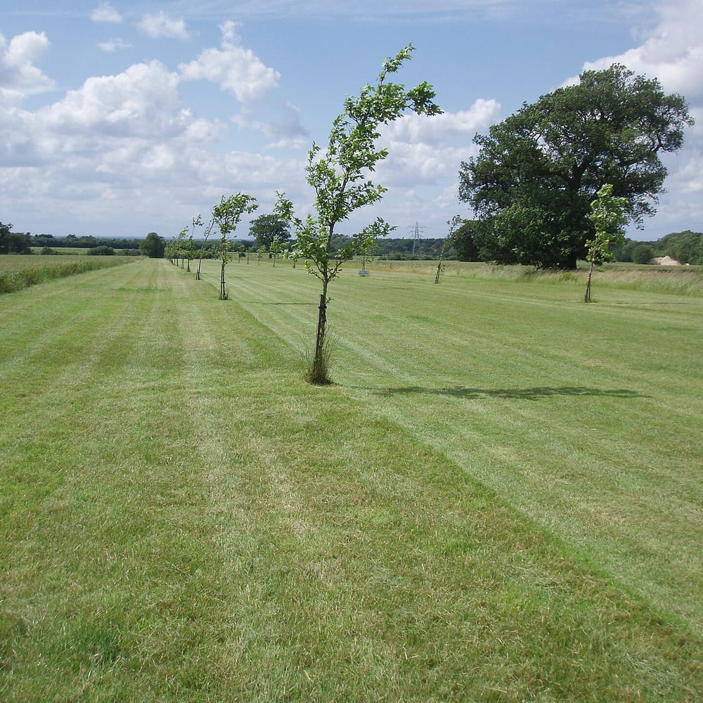 Tree Planting