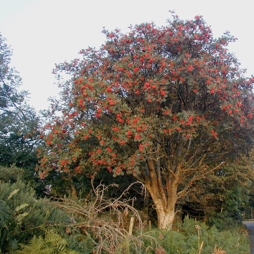 Rowan