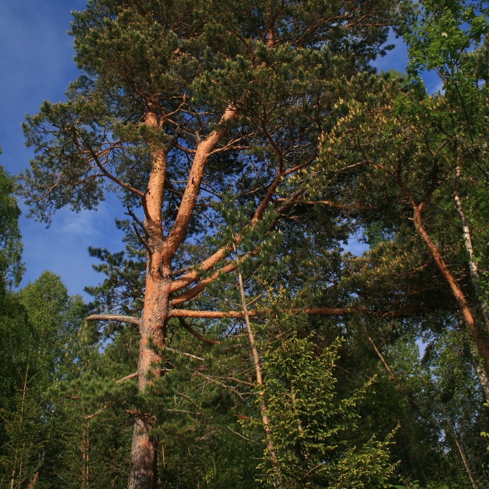 Scots Pine