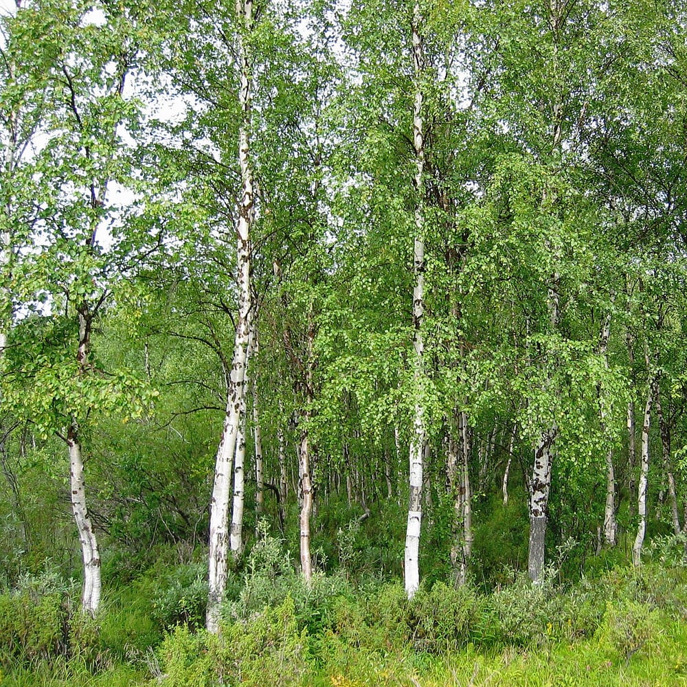 Silver Birch