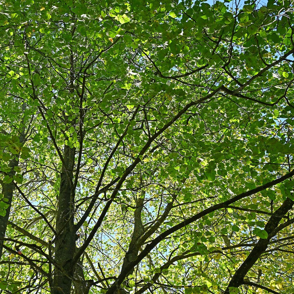 Small-leaved Lime