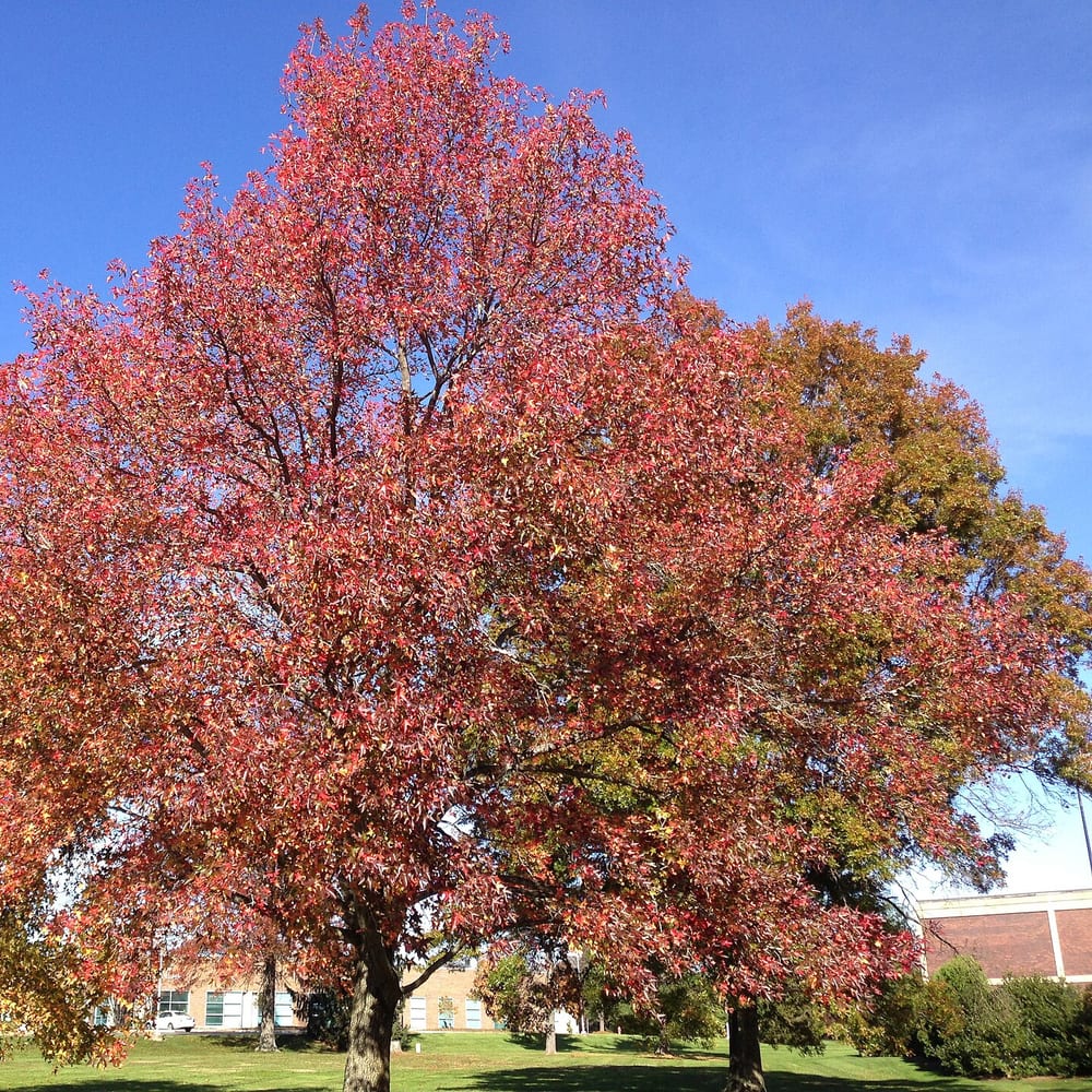 Sweetgum
