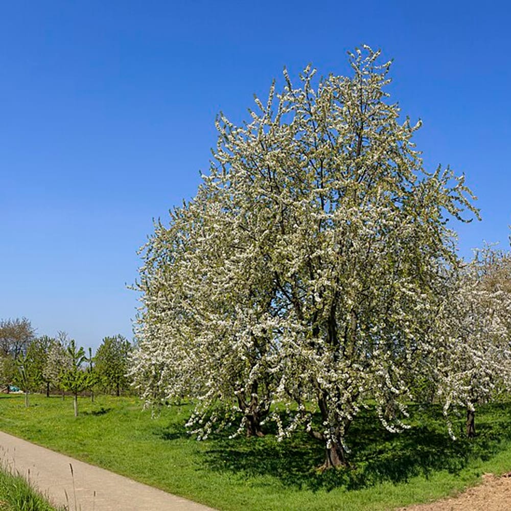 Wild Cherry