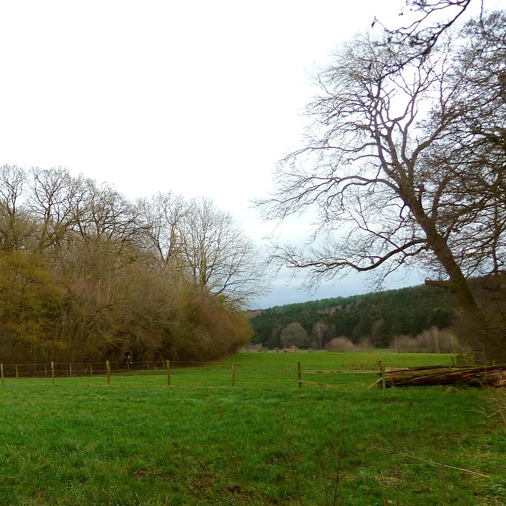 Wet Woodland