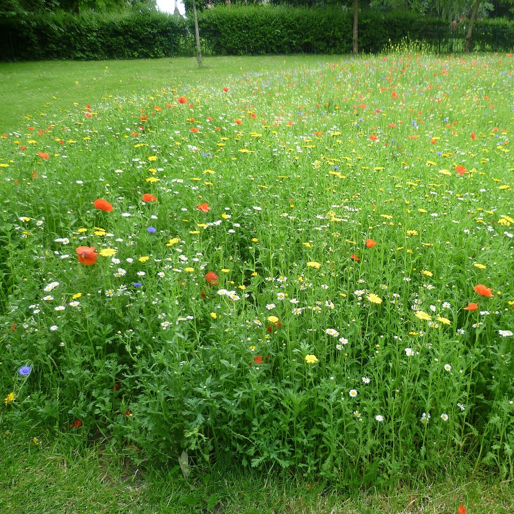 Wildflower Meadow